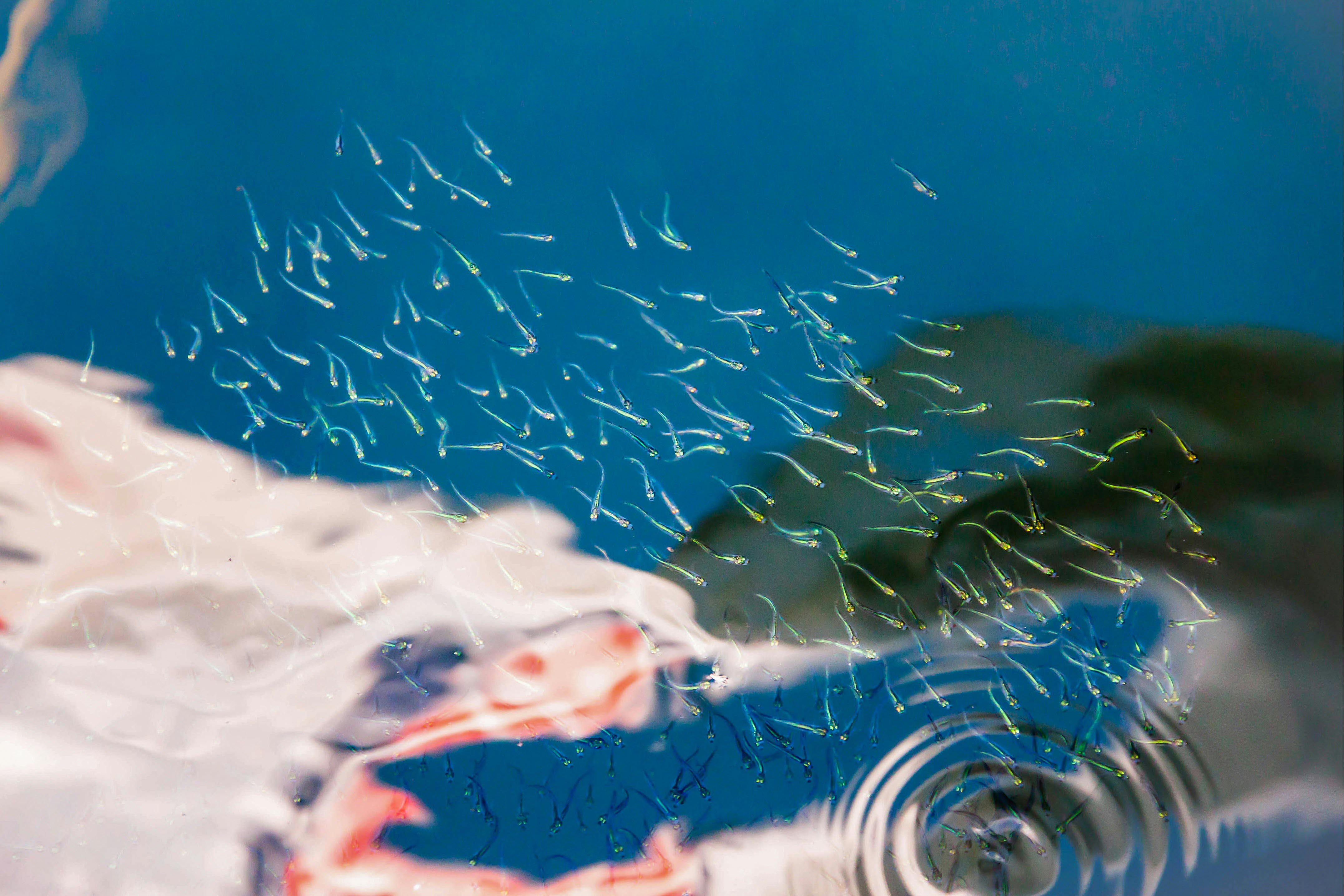 Hydrogen Reduces EMP-Induced Reproductive Damage – Python Water